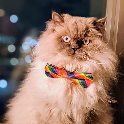 Allison E.'s cat, Tara