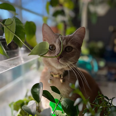 Allison E.'s cat, Tara